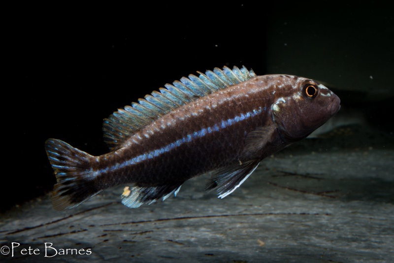 Melanochromis dialeptos 'Gome Rock'